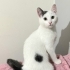 Acil yuva aranıyor fotoğraf