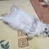 Chinchilla Güzeli Kızımız Yeni Yuvasını Arıyor fotoğraf