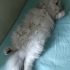 Chinchilla Güzeli Kızımız Yeni Yuvasını Arıyor fotoğraf