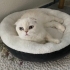 British Shorthair Güzeli Kızımız Yeni Yuvasını Arıyor fotoğraf