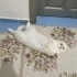 British Shorthair Güzeli Kızımız Yeni Yuvasını Arıyor fotoğraf
