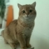 BRİTİSH SHORTHAİR GOLD OĞLUŞ ÖMÜRLÜK YUVASINI ARIYOR PENDİK KAYNARCA fotoğraf