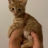 Bu Minik Bebeklere Acil Yuva Aranıyor fotoğraf