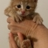 Bu Minik Bebeklere Acil Yuva Aranıyor fotoğraf
