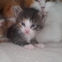 Oyuncu yavru ömürlük yuvasını arıyor🥺🐾 fotoğraf
