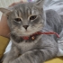 3 YAŞINDA ASLAN fotoğraf