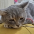 3 YAŞINDA ASLAN fotoğraf