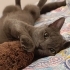 Russian blue kedi fotoğraf