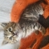 Cok tatliyim size gelem mi:)) fotoğraf