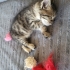 Cok tatliyim size gelem mi:)) fotoğraf