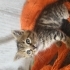 Cok tatliyim size gelem mi:)) fotoğraf