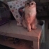 Scottish Fold erkek kedisi 1 yaşında ama oyuncu insana alışık fotoğraf