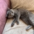 5 Aylık British Shorthair fotoğraf