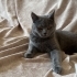 5 Aylık British Shorthair fotoğraf