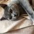 5 Aylık British Shorthair fotoğraf