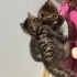 Acil Yuva Arayan 4 Yavru + Anne Kedi 🐱 Domestic Shorthair (Siyah & Tekir) fotoğraf