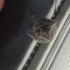 Kayıp gri bebek yeni insanını arıyor fotoğraf