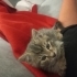 Kayıp gri bebek yeni insanını arıyor fotoğraf