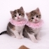 ÜCRETSİZ YAVRU KEDİ SAHİPLENMEK İÇİN EN DOĞRU YERDESİNİZ! fotoğraf