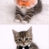 ÜCRETSİZ YAVRU KEDİ SAHİPLENMEK İÇİN EN DOĞRU YERDESİNİZ! fotoğraf