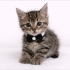 ÜCRETSİZ YAVRU KEDİ SAHİPLENMEK İÇİN EN DOĞRU YERDESİNİZ! fotoğraf