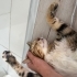 Sokağa gitmesin, kısır aşıları tam,sevgi delisi, mama yardımı yapacağım. fotoğraf