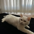 GÜZEL BEYAZ KEDİMİZİ SAHİPLENDİRMEK İSTİYORUM. fotoğraf