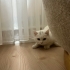 GÜZEL BEYAZ KEDİMİZİ SAHİPLENDİRMEK İSTİYORUM. fotoğraf