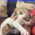 Yeni yuvasında istenmeyen Cesi fotoğraf