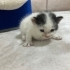 2-3 haftalık yavru kedi bahçede annesiz olarak bulundu fotoğraf