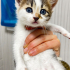 YAVRU KEDİLER YUVA ARIYOR fotoğraf