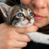 YAVRU KEDİLER YUVA ARIYOR fotoğraf