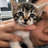 YAVRU KEDİLER YUVA ARIYOR fotoğraf