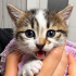 YAVRU KEDİLER YUVA ARIYOR fotoğraf