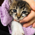 YAVRU KEDİLER YUVA ARIYOR fotoğraf