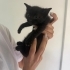 Çok sevimli minnoşlar fotoğraf