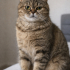 İRAN KEDİSİ(PERSİAN) fotoğraf