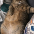 İRAN KEDİSİ(PERSİAN) fotoğraf