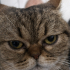 İRAN KEDİSİ(PERSİAN) fotoğraf