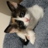 2 aylık Calico prensese yuva fotoğraf