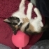 2 aylık Calico prensese yuva fotoğraf