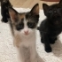 2 aylık Calico prensese yuva fotoğraf