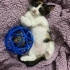 2 aylık Calico prensese yuva fotoğraf