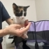 2 aylık Calico prensese yuva fotoğraf