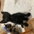 2 aylık Calico prensese yuva fotoğraf
