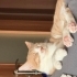 Tam Bir Aile Kedisi fotoğraf