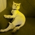 British shorthair yuva ilanı fotoğraf