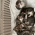 3 haftalık YAVRU kedi fotoğraf
