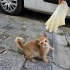 Acil Minik Mandalinaya Kalıcı Yuva Aranıyor fotoğraf