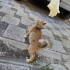 Acil Minik Mandalinaya Kalıcı Yuva Aranıyor fotoğraf